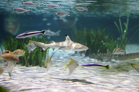 Sealife Oberhausen Fische