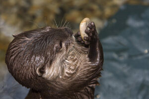 Sealife Oberhausen Otter